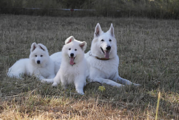 coralie, Jessy, Forrest